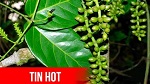 Việt Nam phát hiện loài cây quý giúp người bệnh Gút mạn tính 10 năm bớt đau, giảm acid uric